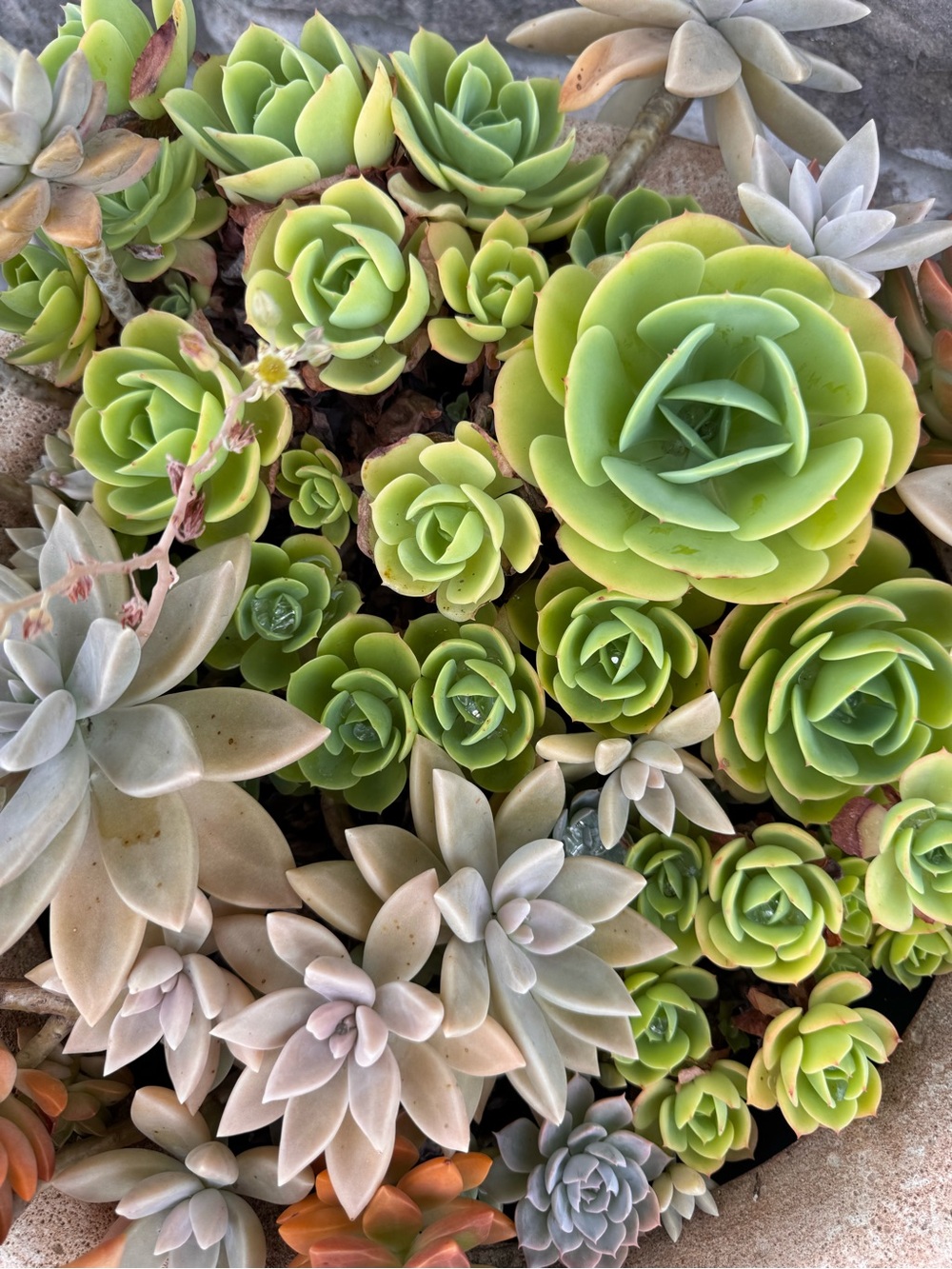 Healthy Succulent Arrangement - cuttings